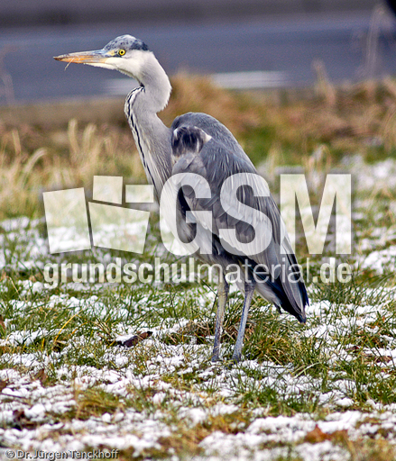 Graureiher (13 von 15).jpg